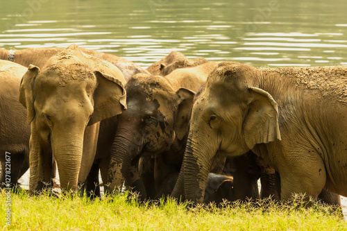 Photography Group of Asian elephants bathing in the river