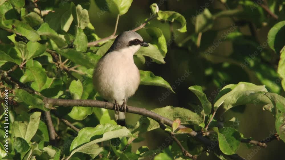 red-backed shrike sits on a branch in spring red-backed shrike sits on a branch in spring
