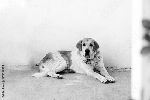 Fotografie perro mastín cuidando casa de campo