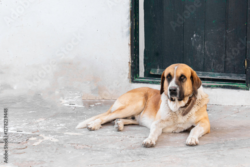 Cuadro en lienzo perro mastín cuidando casa de campo