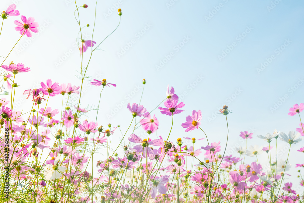 Pink cosmos flowers full blooming in summer garden,Field of cosmos flower on blue sky background,Selective focus. Pink cosmos flowers full blooming in summer garden,Field of cosmos flower on blue sky background,Selective focus.
