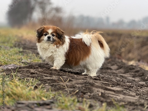 Kleiner Hund im Freien beim Spaziergang mitten in der Natur. Tibet Spaniel, Hündin, Ausserhalb, Gassi, Fellpflege photo