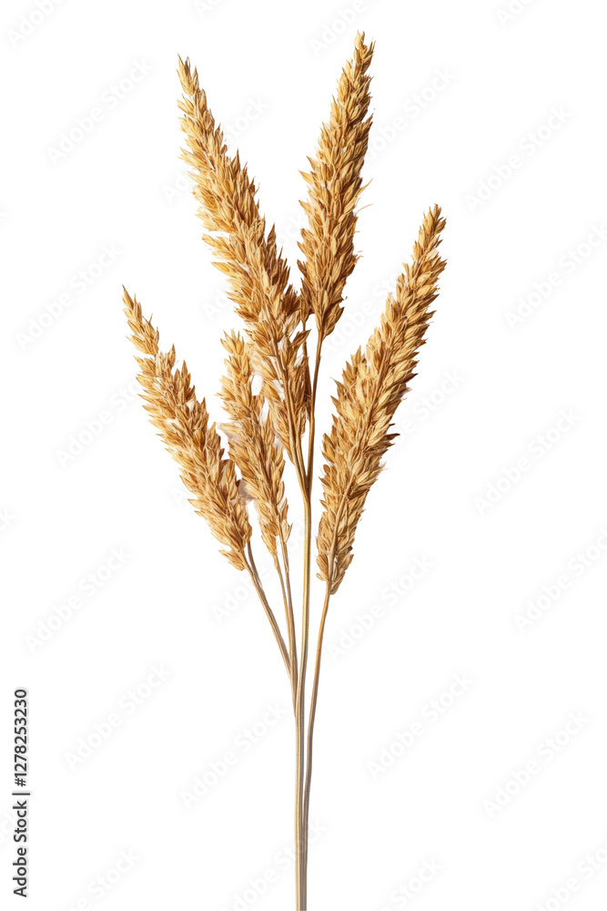 Isolated Dried Wheat Stalks Isolated Dried Wheat Stalks