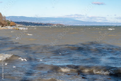 mouettes et grosse bise sur le lac de Genève photo