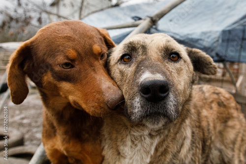 Two dogs nuzzling each other