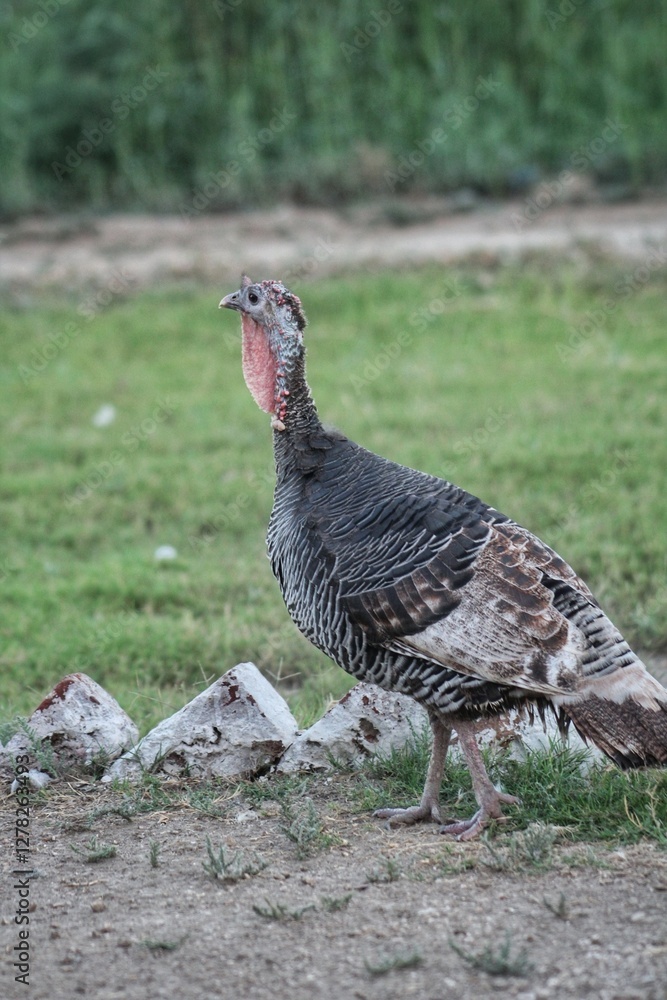 Fototapeta premium turkey vulture in the grass