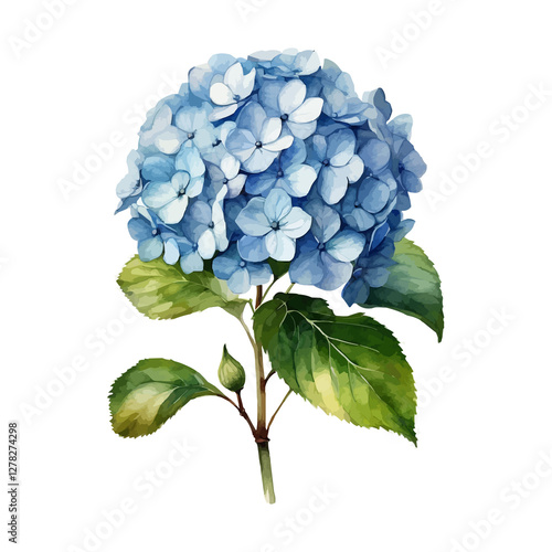 Watercolor of a hydrangea flower with leaves isolated on a white background