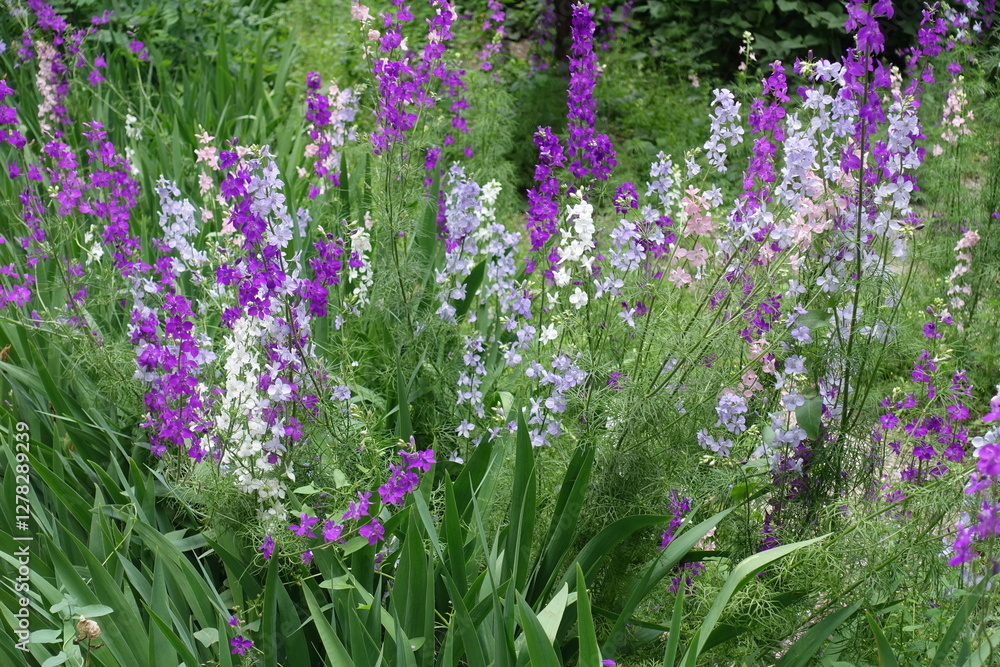 Obraz premium Lots of multicolored flowers of Siberian larkspur in mid June