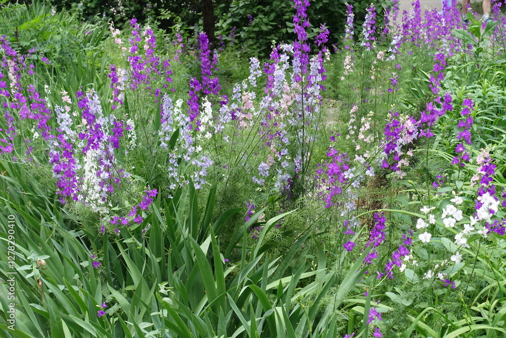 Fototapeta premium Profuse multicolored flowers of Siberian larkspur in mid June