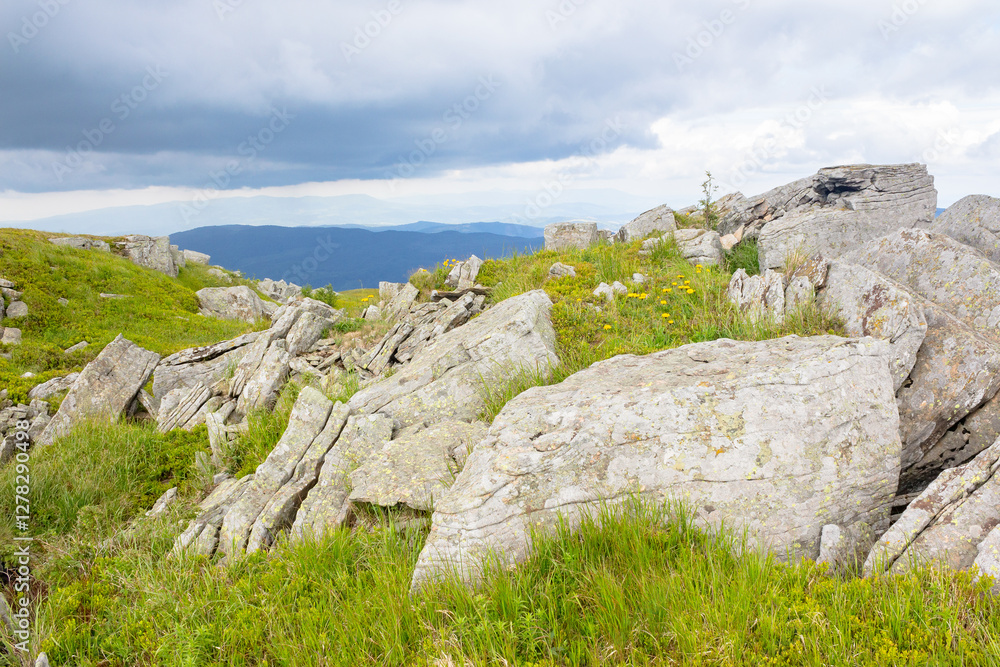 green alpine hill and meadow of carpathians. landscape with stones among the grass beneath a sky with clouds. summer vacations in ukrainian mountains