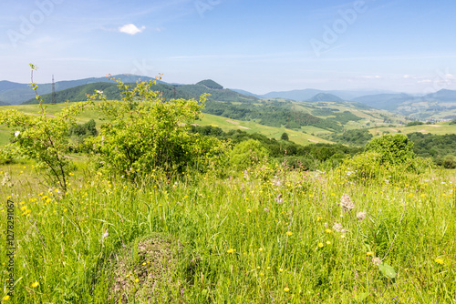 countryside area with rolling hills in carpathian mountains. beautiful summer landscape. meadow and forest of Volovets district, Ukraine. mountain Smooth is seen in the distance