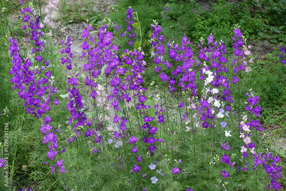 Obraz premium Profusion of purple, pink and white flowers of Siberian larkspur in mid June