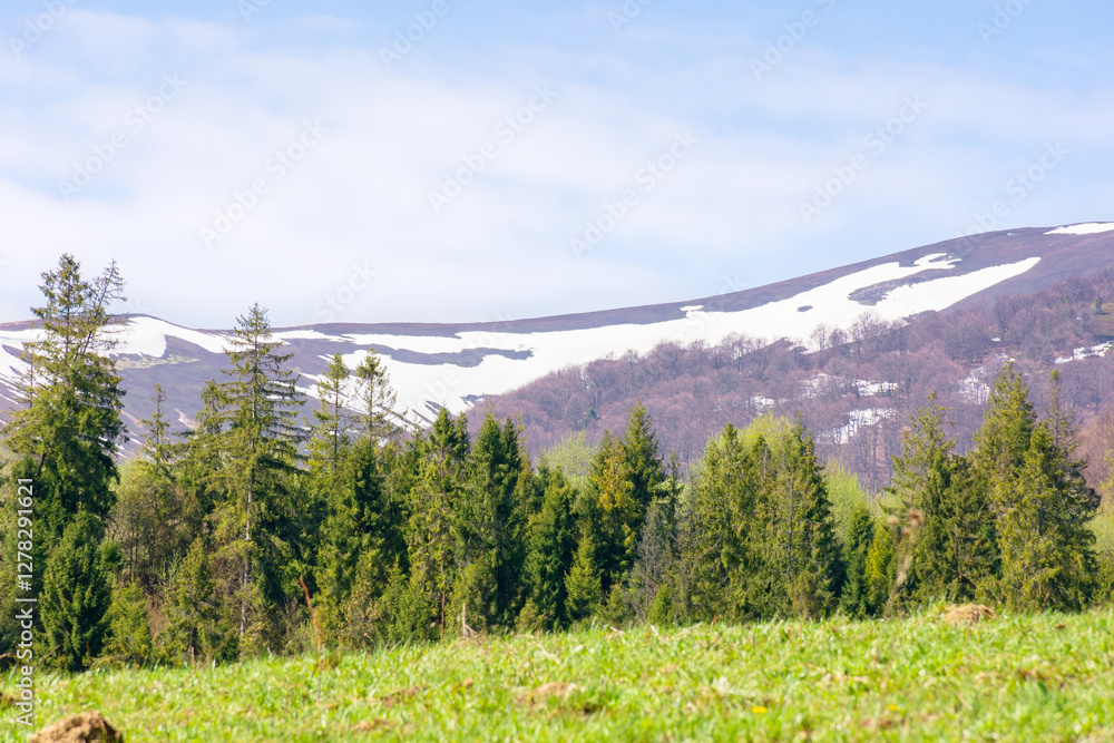 coniferous forest on the green hill. breathtaking view. sunny day. mountain landscape of borzhava ridge in spring. scenic alpine scenery under blue sky
