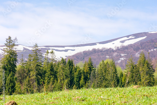 Obraz na płótnie coniferous forest on the green hill. breathtaking view. sunny day. mountain landscape of borzhava ridge in spring. scenic alpine scenery under blue sky w salonie