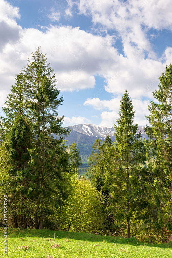 fir forest behind the green field. remote highland. sunny day. carpathian mountain landscape in spring. beautiful view of ukrainian alps beneath a sky with clouds