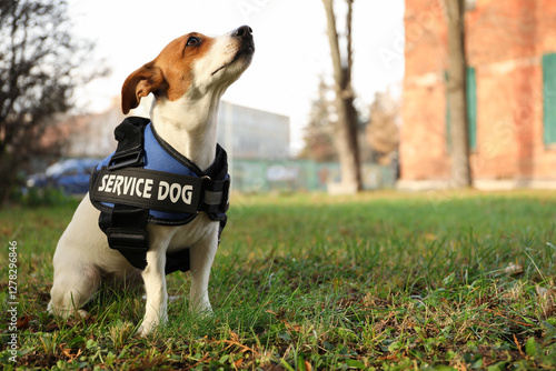 Foto Cute Jack Russell Terrier wearing service dog vest outdoors, space for text