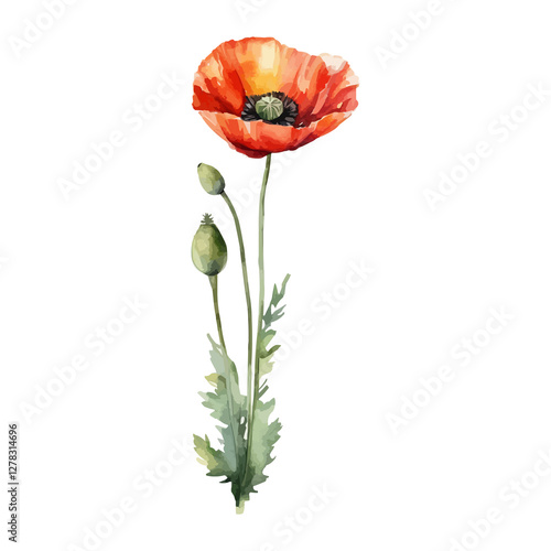 Red, blue, yellow poppy flower watercolor illustration. Meadow wild blossom set, field blooming plants clip art. Green buds and leaves