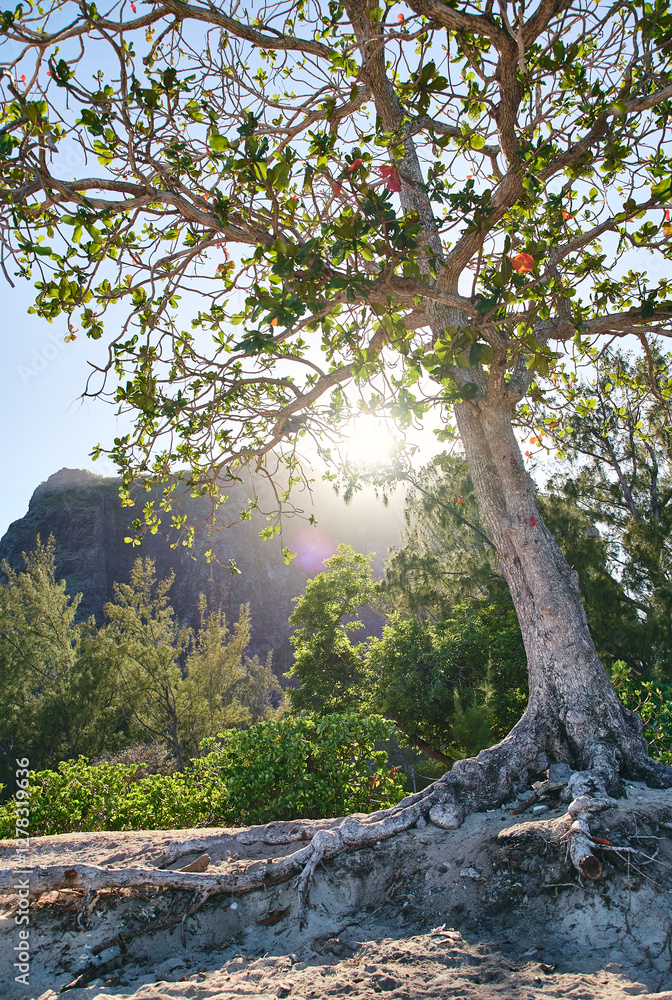 Fototapeta premium Le Morne Brabant mountain view from the beach at sunrise, with a beautiful tree in the foreground, Mauritius