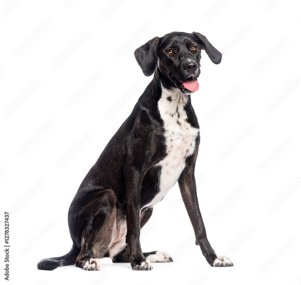 Cute black and white crossbreed dog sitting and panting Cute black and white crossbreed dog sitting and panting