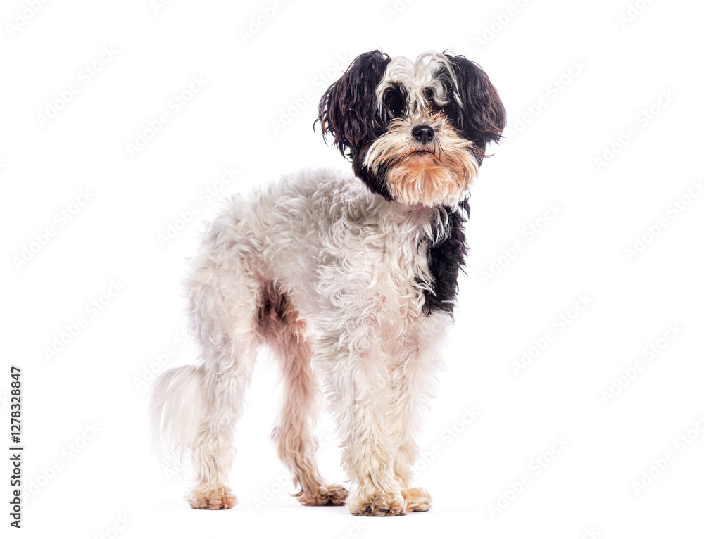 Crossbreed dog standing and looking at the camera on white background Crossbreed dog standing and looking at the camera on white background