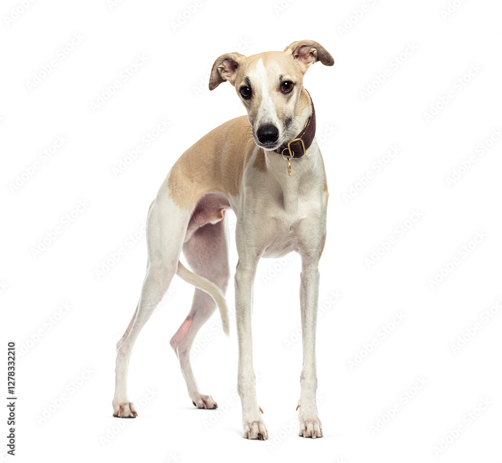 Whippet dog standing and posing on white background Whippet dog standing and posing on white background