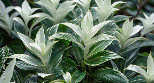 Snow White Aglonema Ornamental Plant with Elegant Green and White Leaves Showcasing Lush Foliage for Indoor Aesthetics and Decor. photo