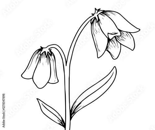 Hand Drawn Bluebell Illustration