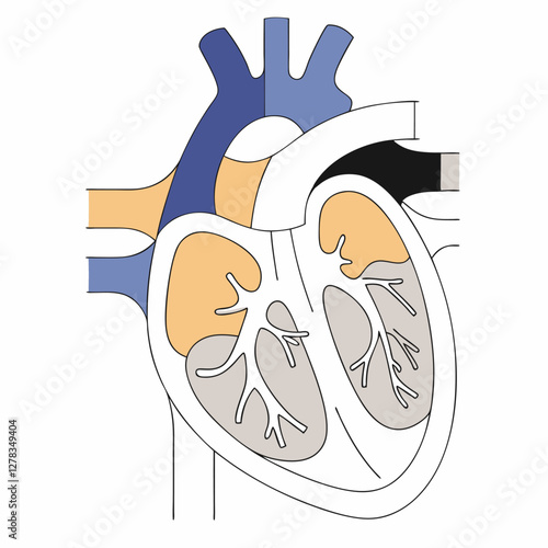 Human Heart Anatomy: Detailed Illustration of Chambers.