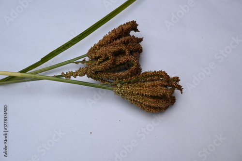 Eleusine coracana or finger millet. It is called Ragi and madua in India and Kodo in Nepal. It  is an annual herbaceous plant. Its widely grown as a cereal crop in the in Africa and Asia. photo