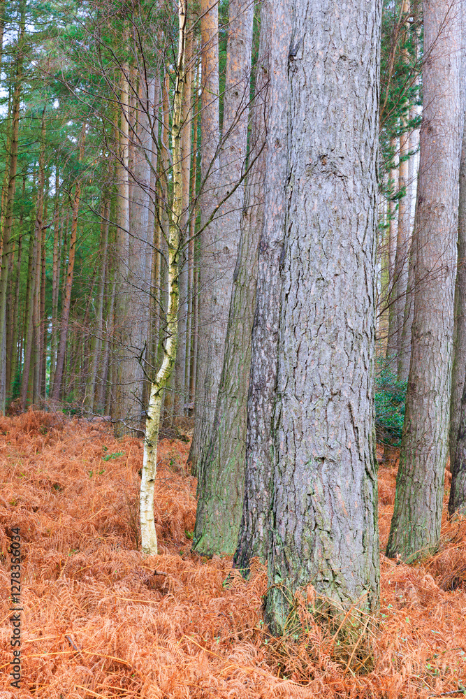 Obraz premium Silver Birch tree dwarfed by a row of pine trees, Hamsterley Forest, County Durham, England, UK.
