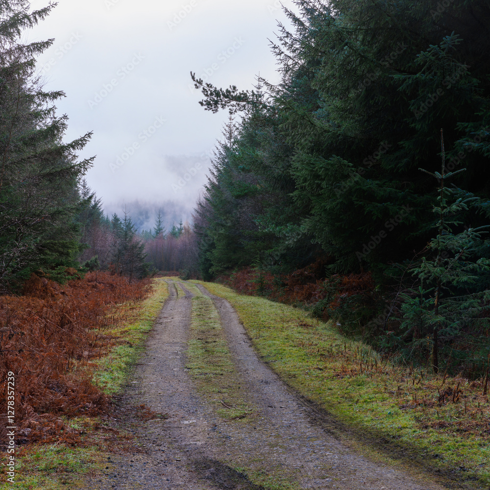 Fototapeta premium Forest Trail in winter, Hamsterley Forest, County Durham, England, UK.