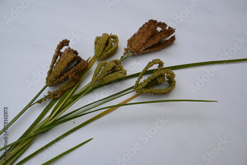 Eleusine coracana or finger millet. It is called Ragi and madua in India and Kodo in Nepal. It  is an annual herbaceous plant. Its widely grown as a cereal crop in the in Africa and Asia. photo