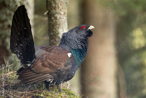 Tetrao urogallus photo