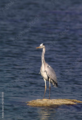 great blue heron ardea cinerea Gray Heron, Gray Heron (Ardea cinerea). Cabras, Oristano, Sardinia, Italy.