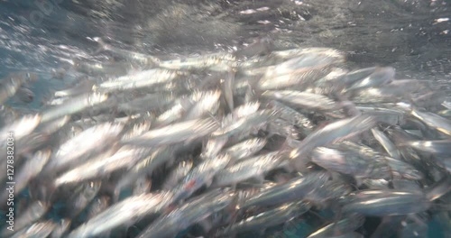 Underwater Safaris in the Mexican Pacific: Mahi-Mahi, Marlins, Sardines & Sea Lions