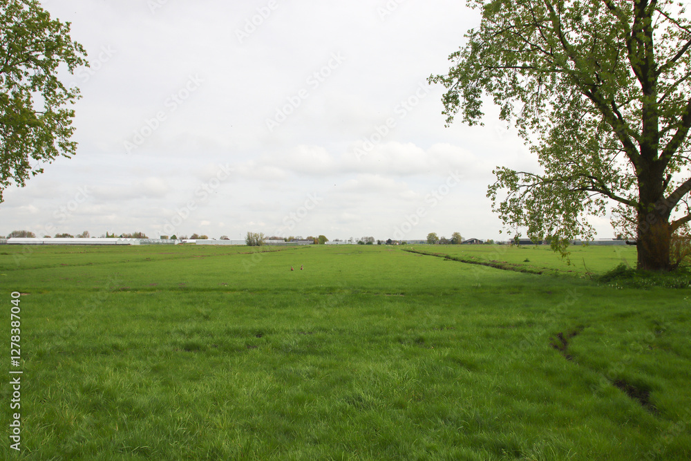 Meadows of the Zuidplaspolder in Nieuwerkerk aan den IJssel Meadows of the Zuidplaspolder in Nieuwerkerk aan den IJssel