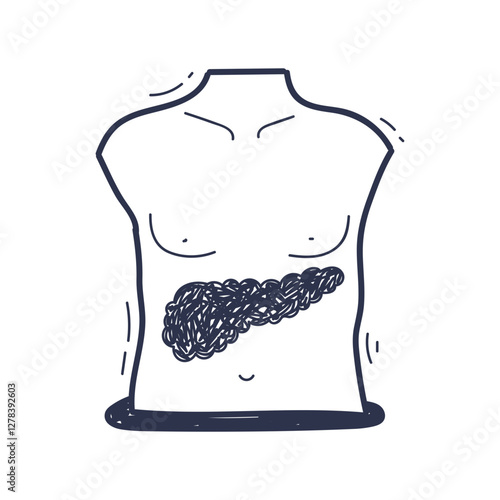 Illustration of a torso highlighting the pancreas, symbolizing health and anatomy.