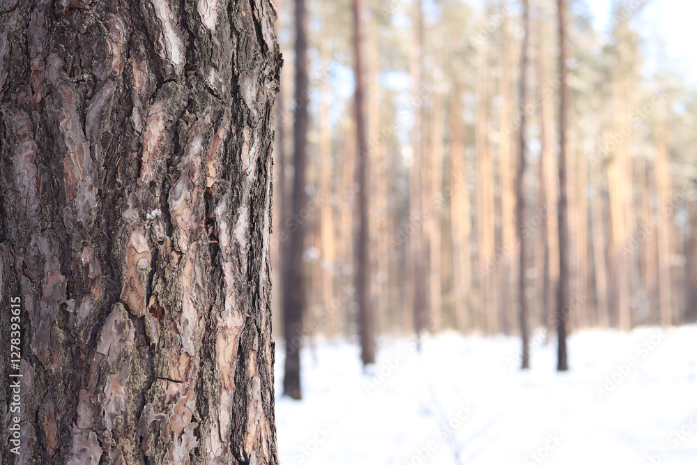 Close-up of a pine tree trunk in a forest in winter. Pine tree during the day, close-up of the bark. Tree for a natural background. Details. Focus on the pine tree trunk with a blurred background Close-up of a pine tree trunk in a forest in winter. Pine tree during the day, close-up of the bark. Tree for a natural background. Details. Focus on the pine tree trunk with a blurred background