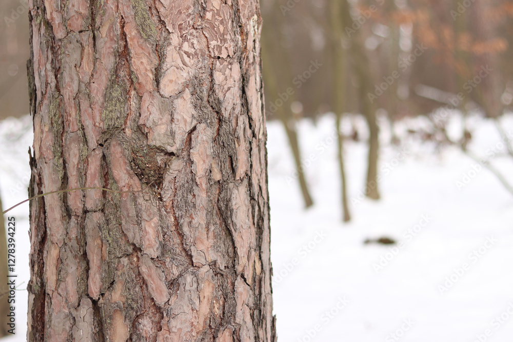 Fototapeta premium Close-up of a pine tree trunk in a forest in winter. Pine tree during the day, close-up of the bark. Tree for a natural background. Details. Focus on the pine tree trunk with a blurred background