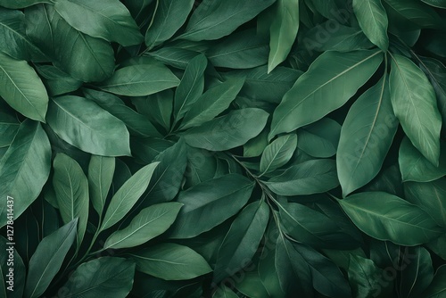 Wallpaper Mural Dark Green Leaf Texture with Water Droplets Torontodigital.ca