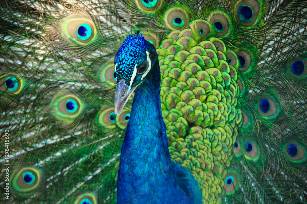 Fototapeta premium close up of peacock