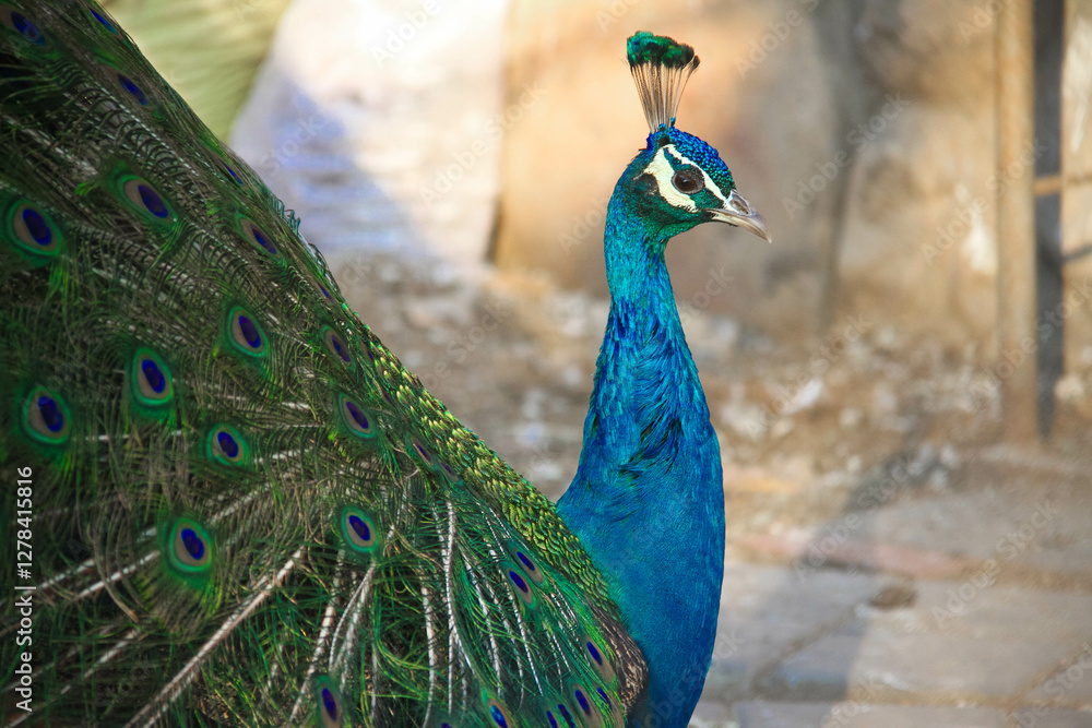 Obraz premium portrait of a peacock