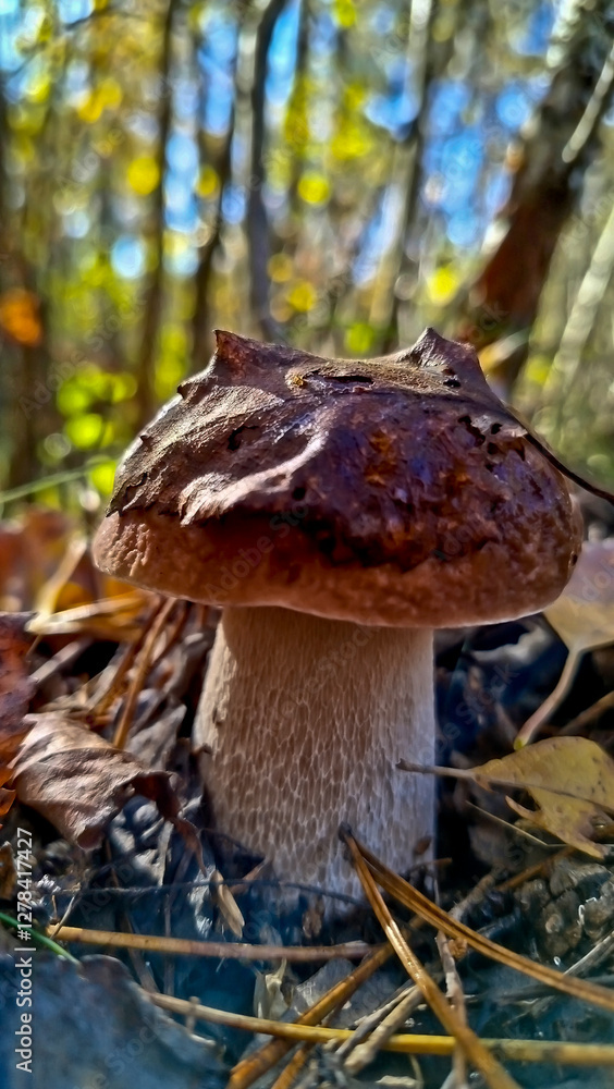 Fototapeta premium Boletus are very beautiful mushrooms. Mushrooms grow in the forest. Forest mushrooms, green moss, leaves and trees.