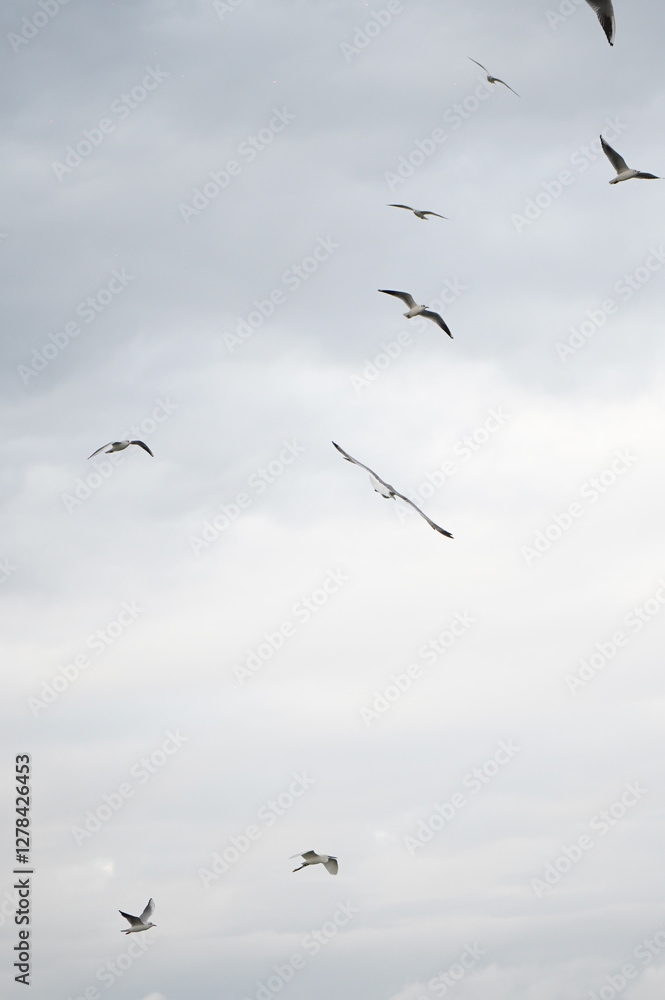 Obraz premium seagull flying