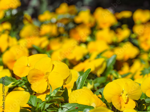 ビオラの花4