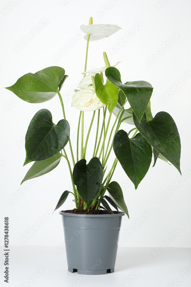 Beautiful painter's palette plant in pot isolated on white Beautiful painter's palette plant in pot isolated on white