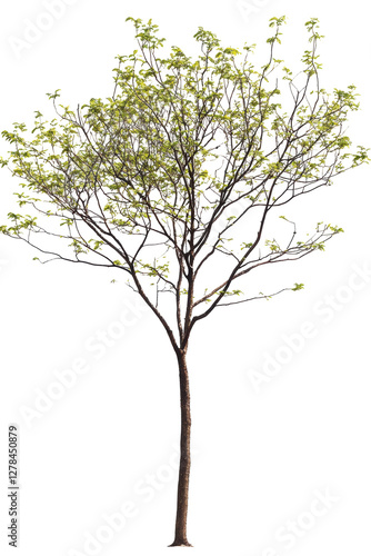 Isolated Tree with Buds