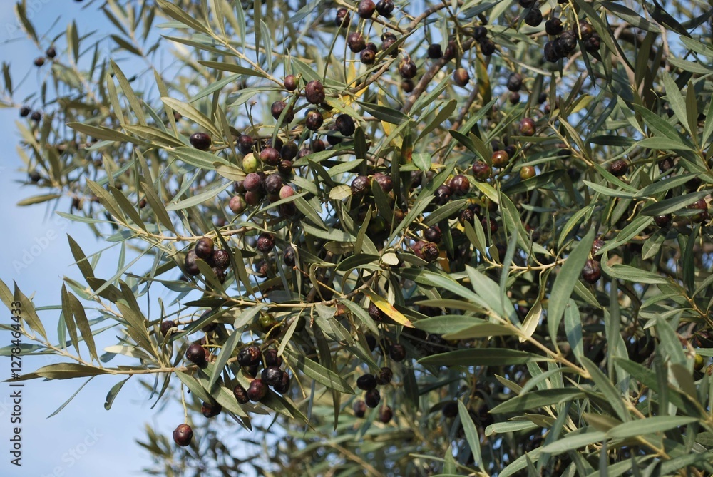 plant, nature, tree, food, leaves, olive, leaf, flower, natural, fresh plant, nature, tree, food, leaves, olive, leaf, flower, natural, fresh