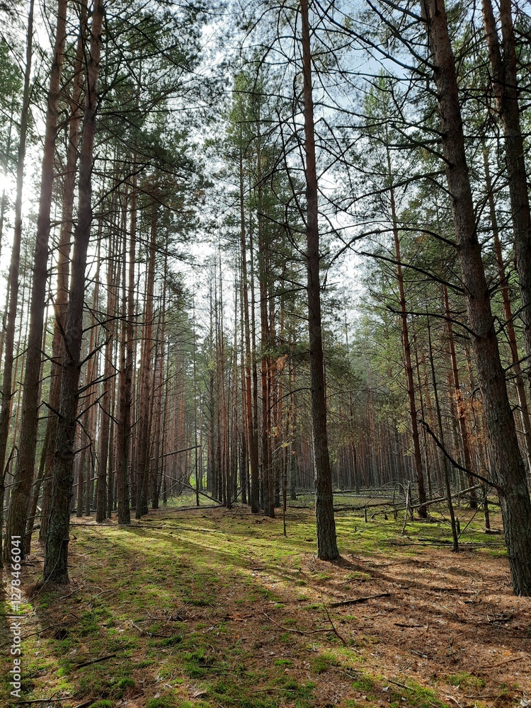 forest, tree, nature, trees, landscape, woods, wood, green, autumn, path, pine, spring, light, foliage, sun, leaf, outdoor, natural, season forest, tree, nature, trees, landscape, woods, wood, green, autumn, path, pine, spring, light, foliage, sun, leaf, outdoor, natural, season