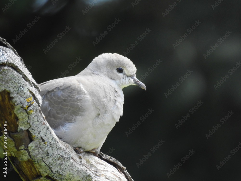 Fototapeta premium Dove perched on a branch